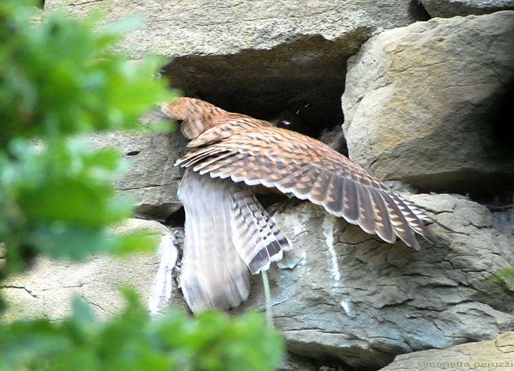Falco tinnunculus / Gheppio